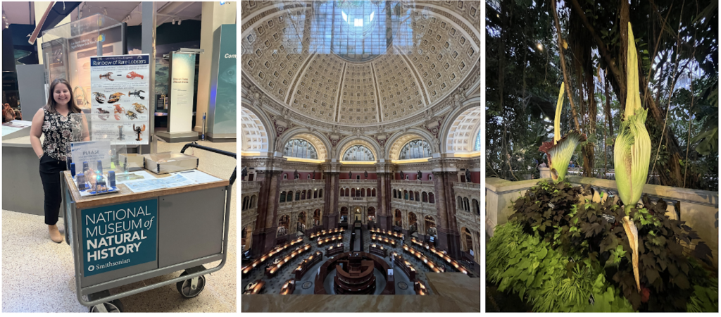 three photos: first - aubrey posing behind a cart that says 'museum of natural history'; middle - view from the balcony over looking the library of congress; third - corspe flowers in bloom at the national botanical gardens.